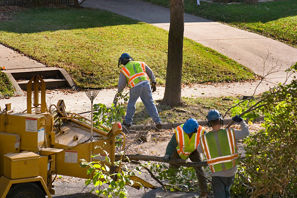 How Our Tree Care Process Works  in  Island Heights, NJ